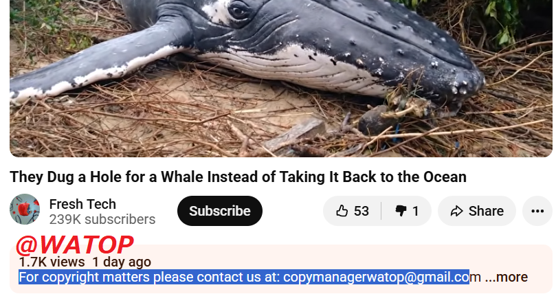 How a Successful Garbage YouTube Channel Reproduces (Ask WATOP)